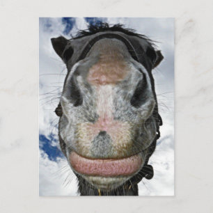 Cartão Postal Focinho de Cavalo Sabe! Cavalo Sorridente Engraçad