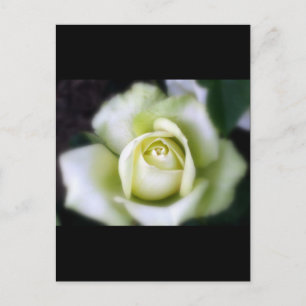 Cartão Postal Foco Suave Rosa Branco