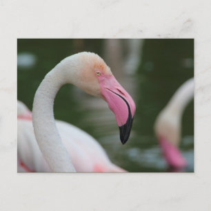Cartão Postal Foenicoptero roseu