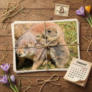 Cartão Postal Fofa Foto Realista da Família de Marmotas