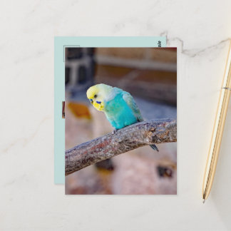 Cartão Postal Fofa Periquito Turquesa Foto Personalizada