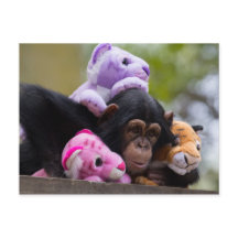 Fofinho Chimp & Animal Friends