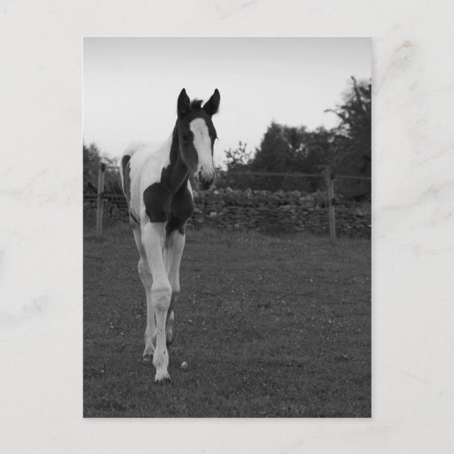 Cartão Postal fofo (Frente)