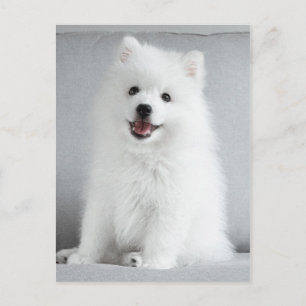Cartão Postal Fofo Bonito, Puppy Spitz Japonês