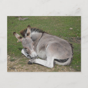 Cartão Postal Fofo de macaco bonitinho deitado