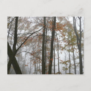 Cartão Postal Foggy Fall na Pensilvânia Autumn Nature