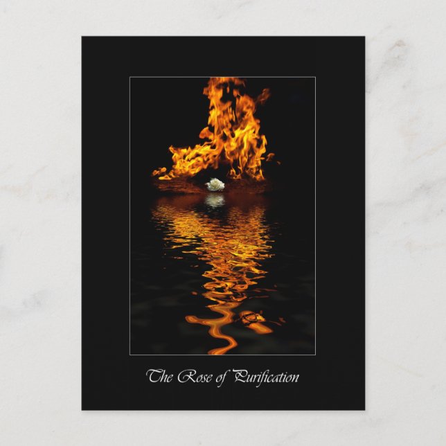 Cartão Postal Fogo e Rosa Branca Flor Romance (Frente)
