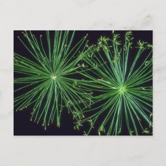 Cartão Postal Fogos de Fogos de Planta Sedge