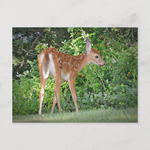 Cartão Postal Folga