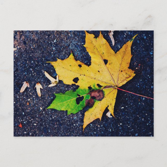 Cartão Postal Folha amarela (Frente)