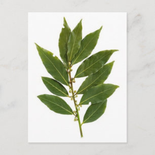 Cartão Postal Folha de baía