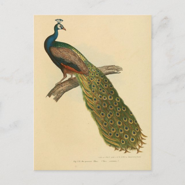 Cartão Postal Folha de ilustração (Frente)