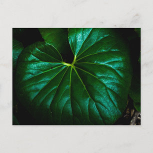 Cartão Postal Folha Verde Lustrosa com Veias Radiantes Close Up