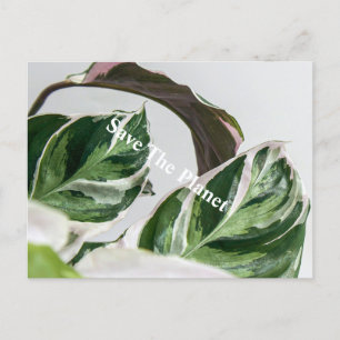 Cartão Postal Folha Verde Sava o planeta