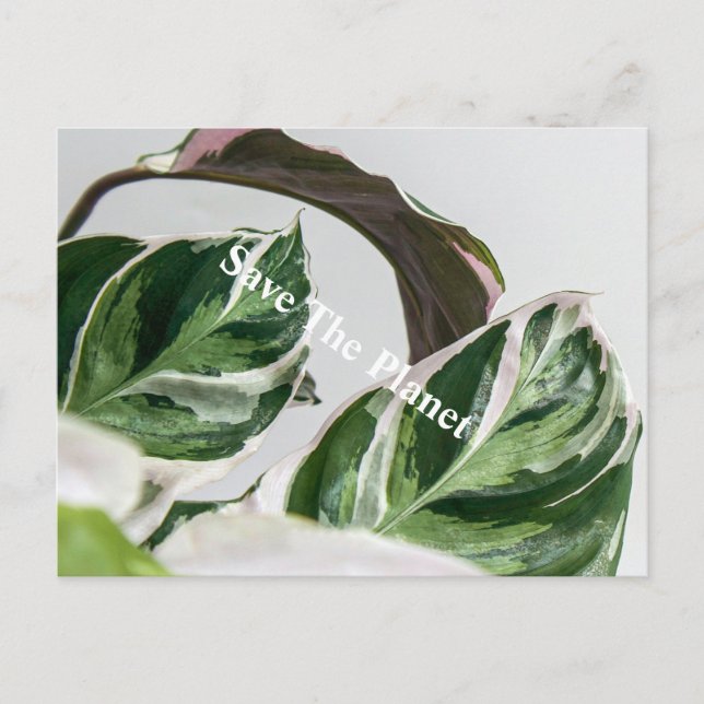 Cartão Postal Folha Verde Sava o planeta (Frente)