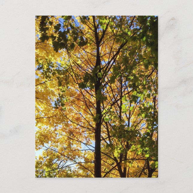Cartão Postal Folhagem Amarelo e Verde (Frente)