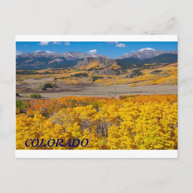 Cartão Postal Folhagem Cênica do Colorado (Frente)