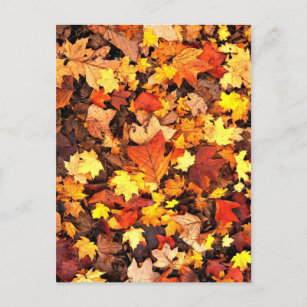Cartão Postal Folhagem de outono, as Cores do outono