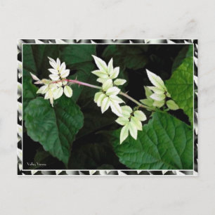 Cartão Postal Folhas