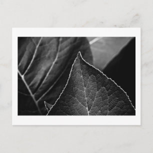 Cartão Postal folhas