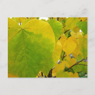 Cartão Postal Folhas Amarelas e Verdes de Redbud