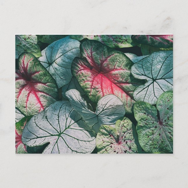 Cartão Postal folhas bonito (Frente)