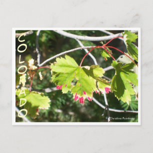 Cartão Postal Folhas Brilhantes - CO