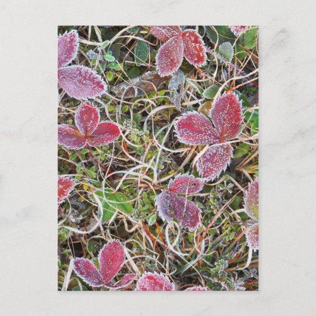 Cartão Postal Folhas cobertas com gelo, Canadá (Frente)