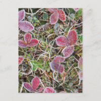 Folhas cobertas com gelo, Canadá