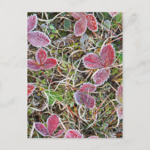 Cartão Postal Folhas cobertas com gelo, Canadá