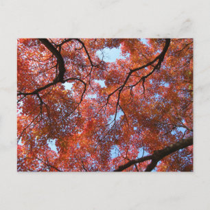 Cartão Postal Folhas de bordo japonês no outono