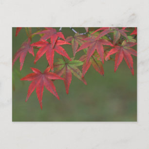 Cartão Postal Folhas de bordo, Katsura, Kyoto, Japão