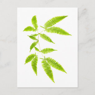 Cartão Postal Folhas de Fern isoladas