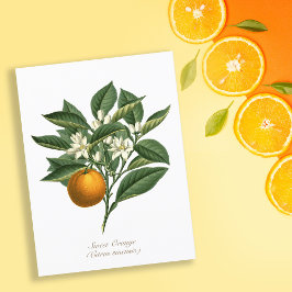 Cartão Postal Folhas de Flor de Fruta Laranja Vintage
