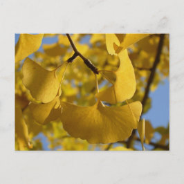 Cartão Postal Folhas de Ginkgo em Kyoto