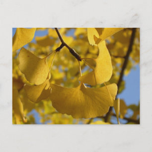 Cartão Postal Folhas de Ginkgo em Quioto