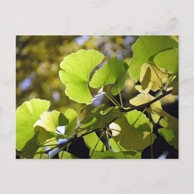 Cartão Postal Folhas de Ginkgo: Japão (Frente)