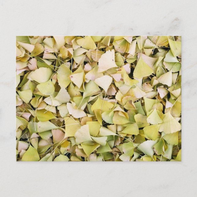Cartão Postal Folhas de Ginkgo: Japão (Frente)