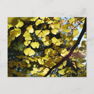 Cartão Postal Folhas de Ginkgo no Outono: Japão