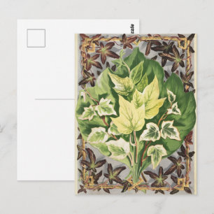 Cartão Postal Folhas de hera vintage Shirley Hibberd Arte botâni
