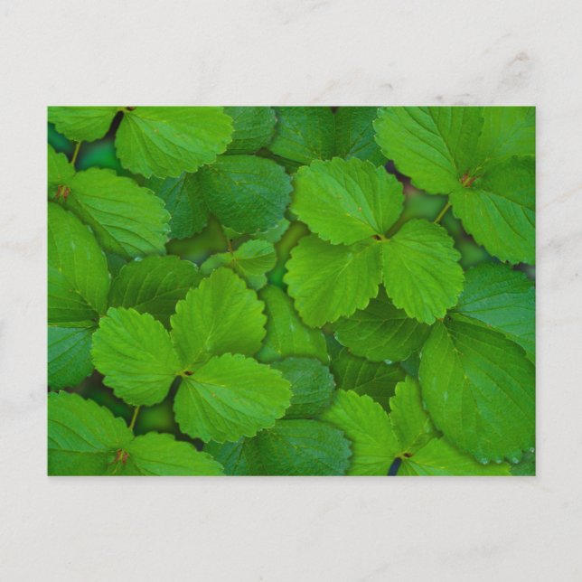 Cartão Postal Folhas de Hortelã Verde Tulsi Manjericão Sagrado (Frente)