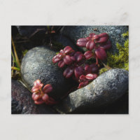 Folhas de Lingonberry - Colunas do outono, Unalask