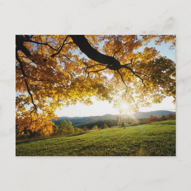 Cartão Postal Folhas de outono (Frente)