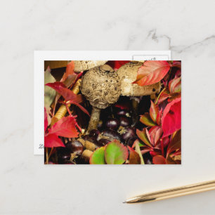 Cartão Postal Folhas de outono, castanhas cogumelos foto