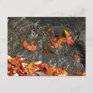 Cartão Postal Folhas de Outono na Cachoeira I Fotografia de Outo