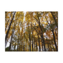 Folhas de Outono pela Manhã Natureza de Maryland