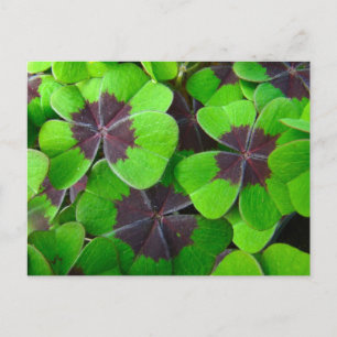 Cartão Postal Folhas de Oxalis - Vermelhas e Verdes