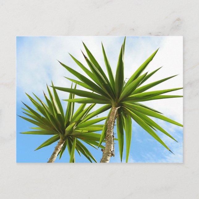 Cartão Postal Folhas de Palmeira Yucca Tropical com Efeito de Pi (Frente)