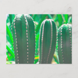 Cartão Postal Folhas de planta de cacto verde pastel