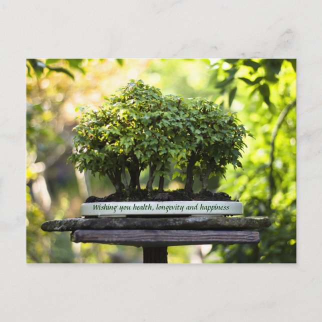 Cartão Postal Folhas de Pote da Floresta Verde de Bonsai (Frente)